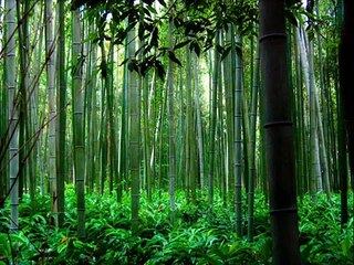 Trail of the Angels - Bamboo Flute