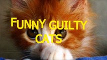 Cute Naughty Cats Feel Guilty - Best Funny Guilty Cat Compilation