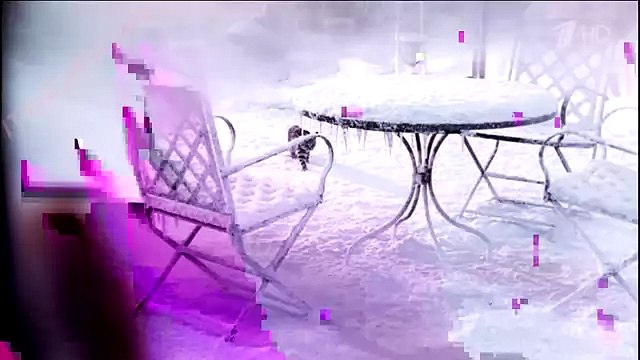 Реклама Whiskas - Вискас Новогодняя - Такого снегопада