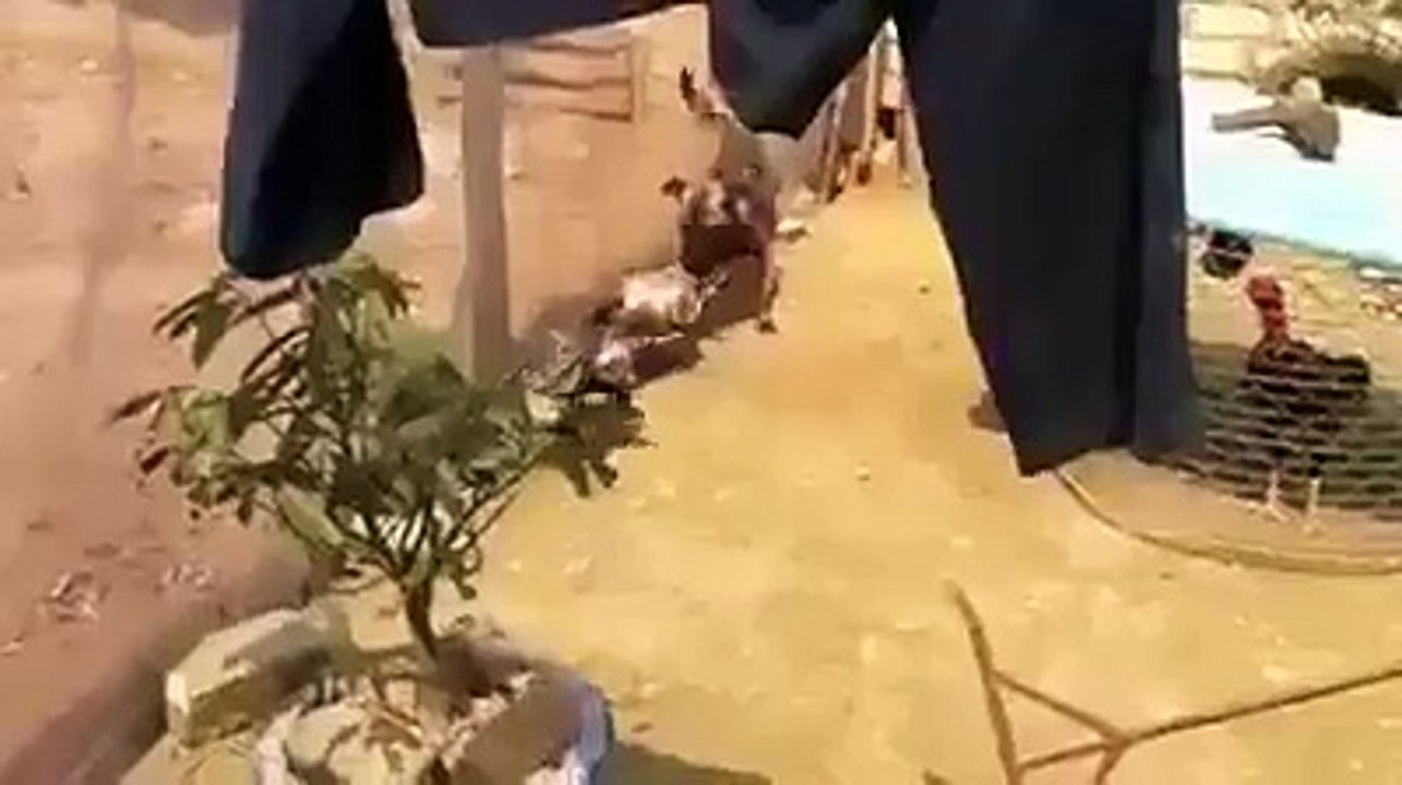 Un chien essaie de stopper une querelle entre poules