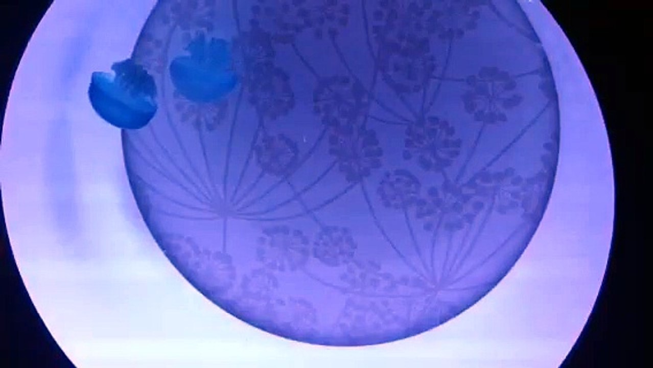 Blue Blubber Jellyfish Starter Kit