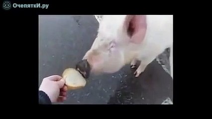 Ловля на дороге свиньи!