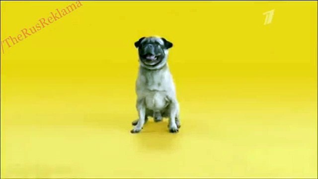 Реклама Педигри - Новая формула здорового питания