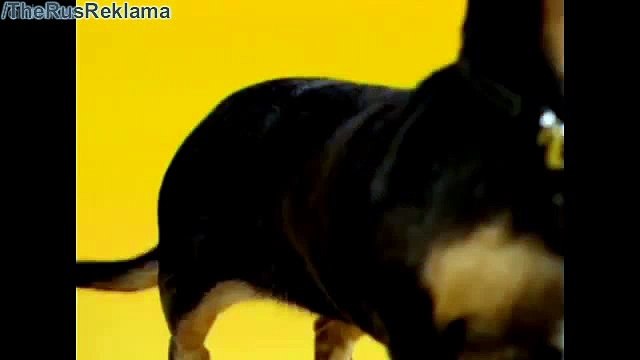 Реклама Педигри (Такса) - Это то, о чём я думаю-