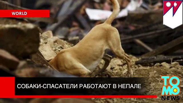 Собаки-спасатели приходят на помощь пострадавшим в Непале