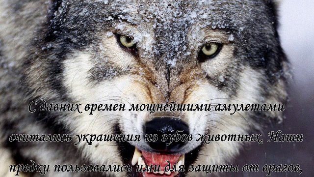 Клык волка - мощный амулет для привлечения удачи
