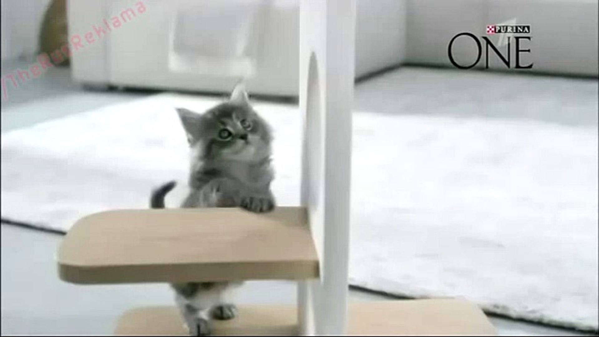 ⁣Реклама Пурина Ван - Здоровый питомец сегодня и завтра