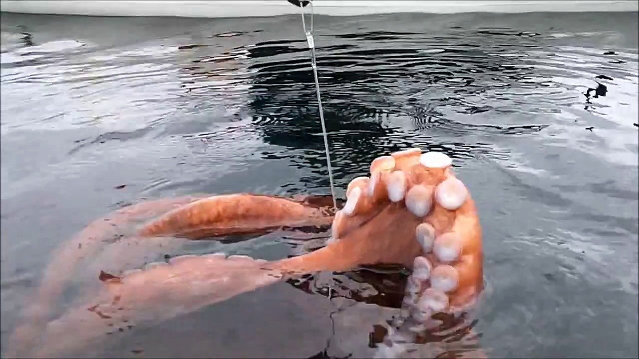Octopus Caught While Kayak Fishing -BUZZ ME IT