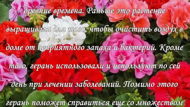 Герань в доме, приметы и магические свойства растения