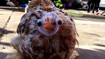 Man added funny Google fake Eyes to Blindfolded Chicken