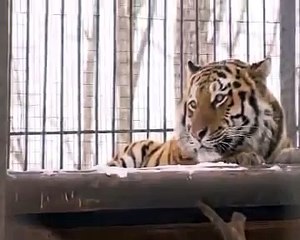 Как подружились в приморском сафари-парке тигр и козел