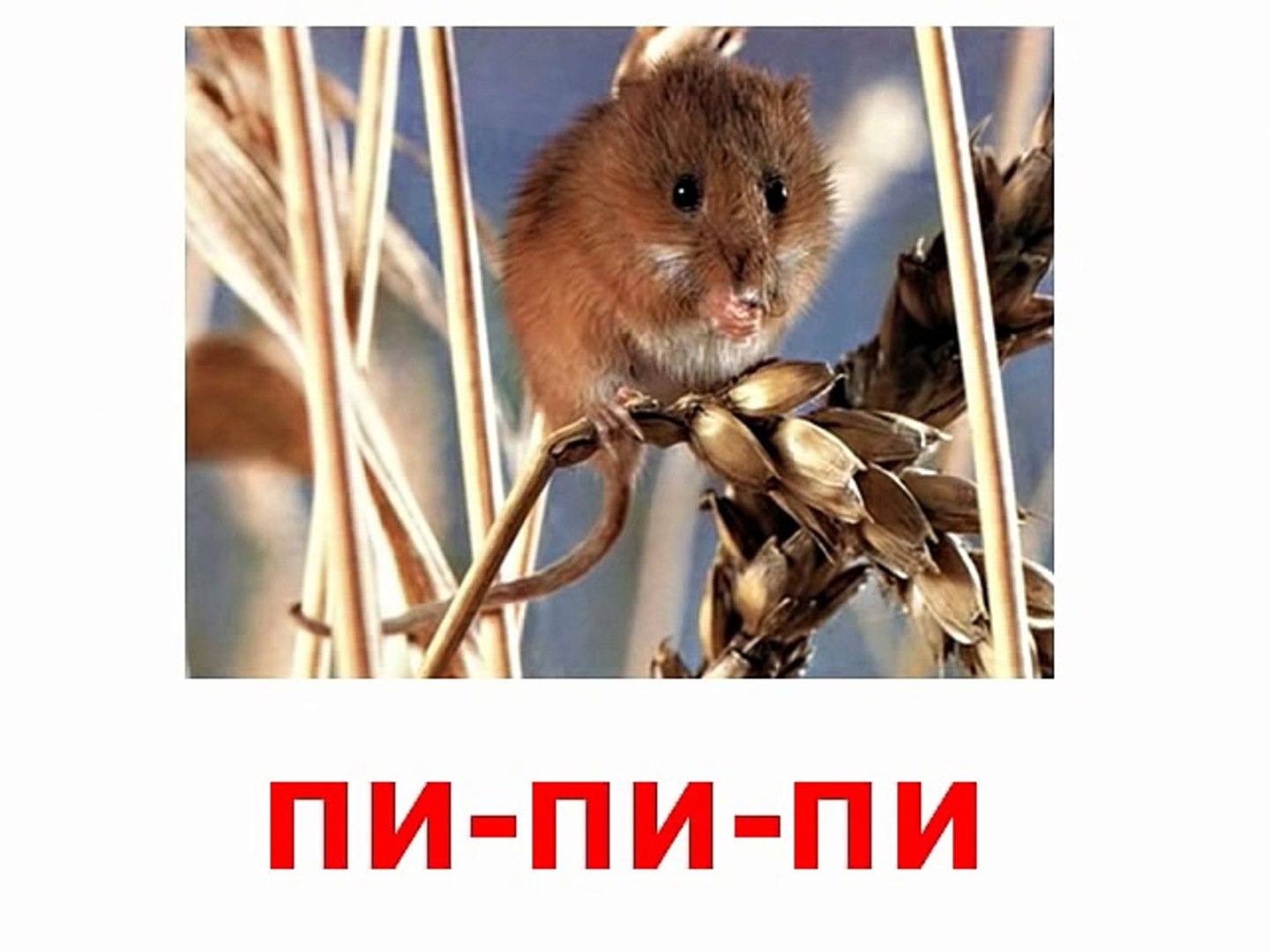 ⁣Животные кто как говорит звук