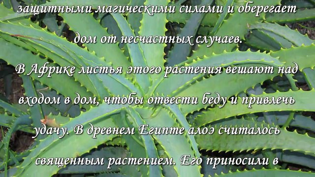 Алоэ в доме, приметы и магические свойства растения