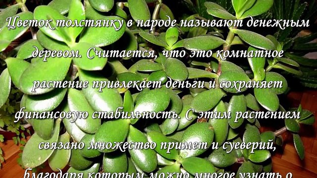 Денежное дерево, приметы и суеверия