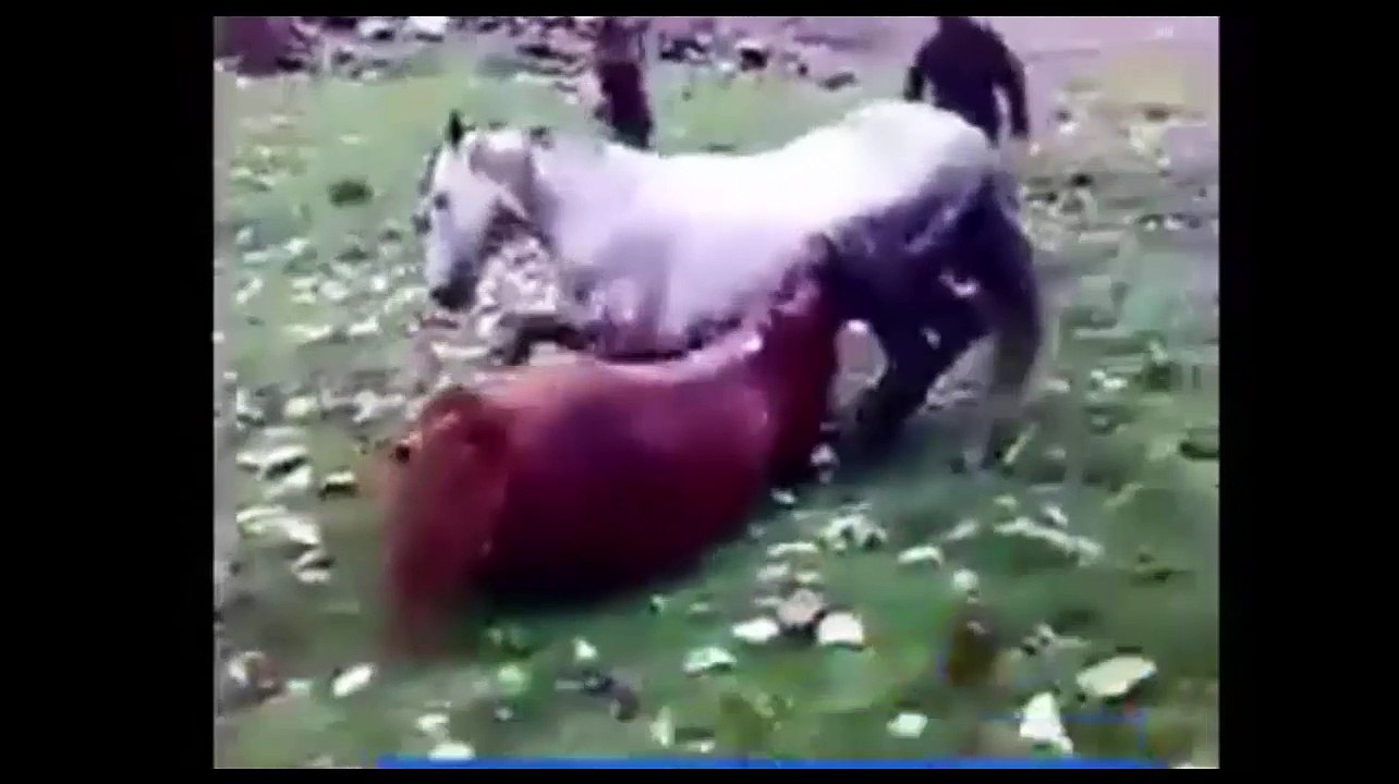 Horse fight,amazing animals,strange animals,amazing facts,funny videos, lol,