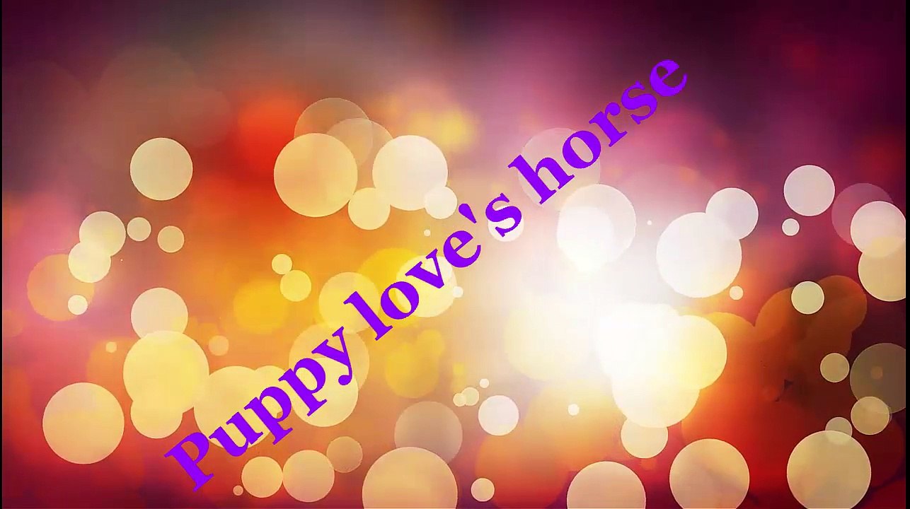 Puppy loves horse, amazing animal love, sweet puppy, animal loves each other, horse and puppy
