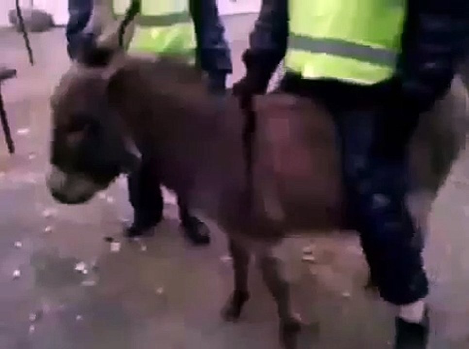 BURRO DE EMERGENCIAS LOL (360p)