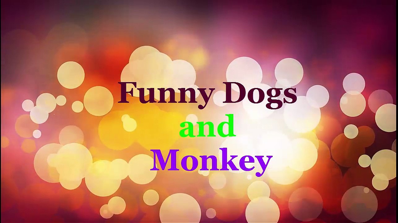 Strongest dog in the world/ hulk/funny dogs/ funny puppies/ funny monkey/ funny videos/funny animals/lol/ funny clips/ comedy movies