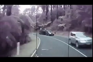 CAEN LOS ÁRBOLES EN LA CARRETERA (360p)