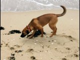 Hunde am Meer, ein Bordercollie und ein Schäferhundmischling spielen am Strand,