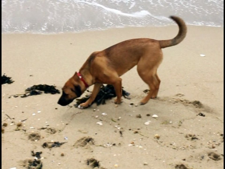 Hunde am Meer, ein Bordercollie und ein Schäferhundmischling spielen am Strand,