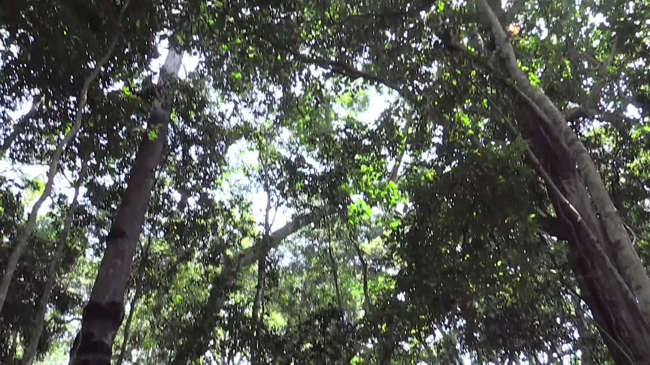 A floresta onde o Zika foi descoberto