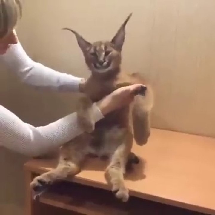 CAT FUNNY wow