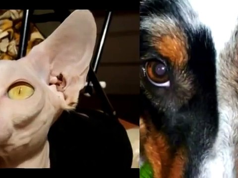 Разный цвет глаз