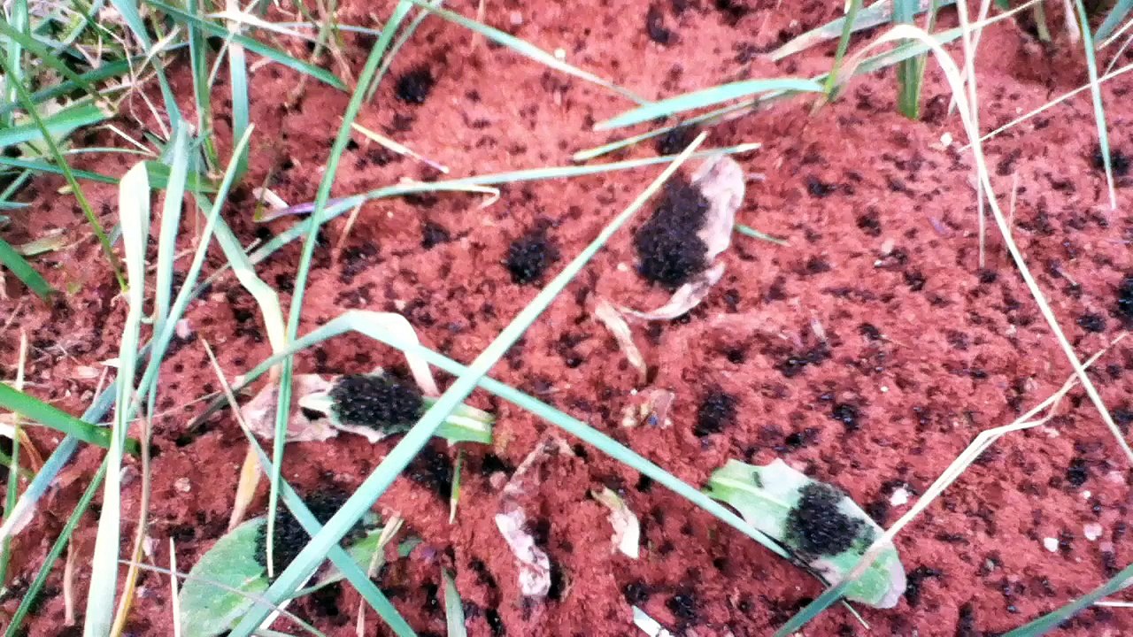 Z57 presents Ants!