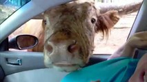 Cows Are Awesome Compilation -