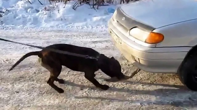 Настоящая собачья сила!