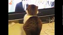 funny cats,funny cat videos,funny animals,funny video,cats funny,funny videos,funny cat