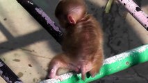Baby Monkey. ニホンザルの赤ちゃん2014（釧路動物園）⑪