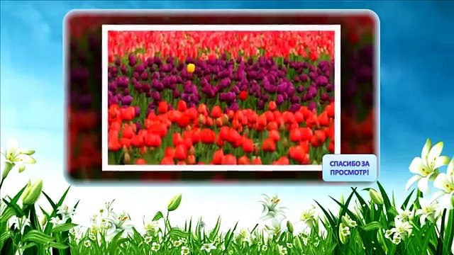 Поля цветов 1