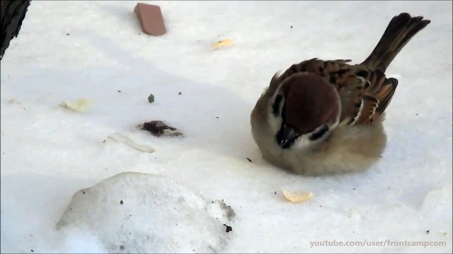 Природа - Воробей (passer) - птицы с коротким хвостом и мощным клювом