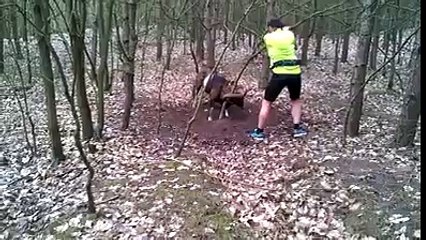 Hanging Tree Wild sheep who saved your jock