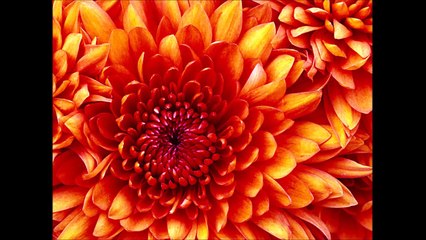 Природа(короткое видео)