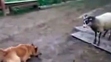 Пес и рогатый!