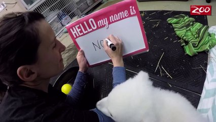 ミートノラ - ホッキョクグマはカブは、彼女の名前を取得します！