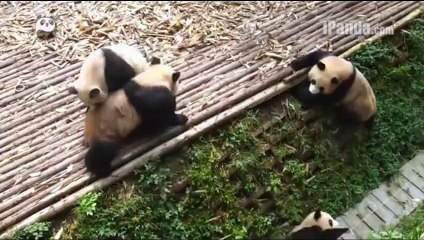 Playful pandas very funny Fight
