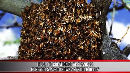 10 Insects You Won't Believe Actually Exist