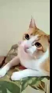 Кот в теме!) Кот песенки поет, Забавное видео с животными, СМОТРЕТЬ ДО КОНЦА! funny cat