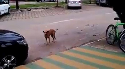 This Dog can move on music. funny video. must watch