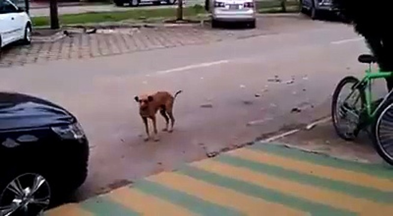 This Dog can move on music. funny video. must watch