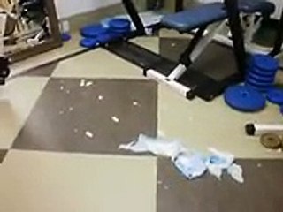 Husky puppy cries when called a crybaby