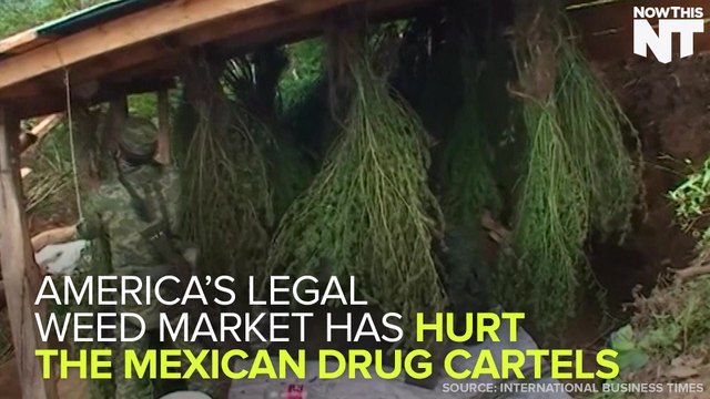 Mexican Drug Cartels Are Hurting Due To United States Legal Weed Sales