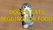 Funny cats and dogs begging for food - Cute animal compilation 2015