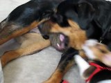 Beagle Puppy Attacks Rottweiler