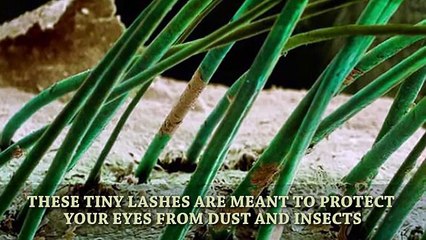 The Amazing World Seen Through A Microscope