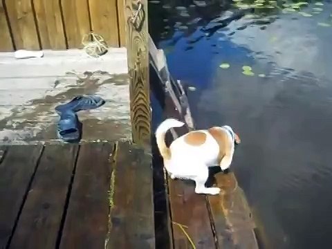 Мега ржач! Джек-рассел-терьер